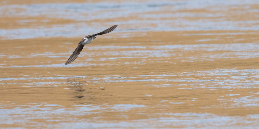 Violet-green Swallow - ML642754183