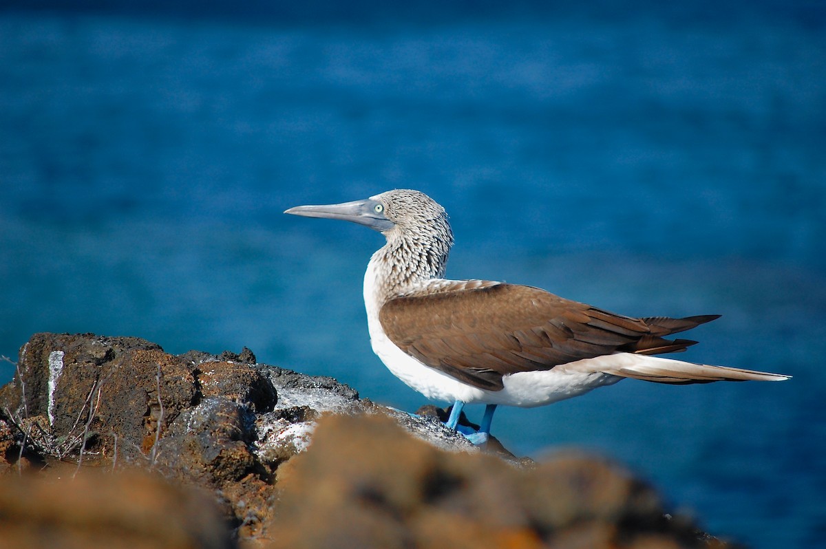 Blue-footed Booby - ML642754190