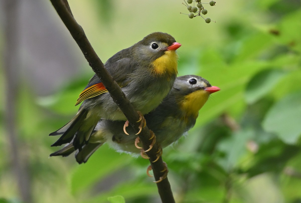 Red-billed Leiothrix - ML642754191