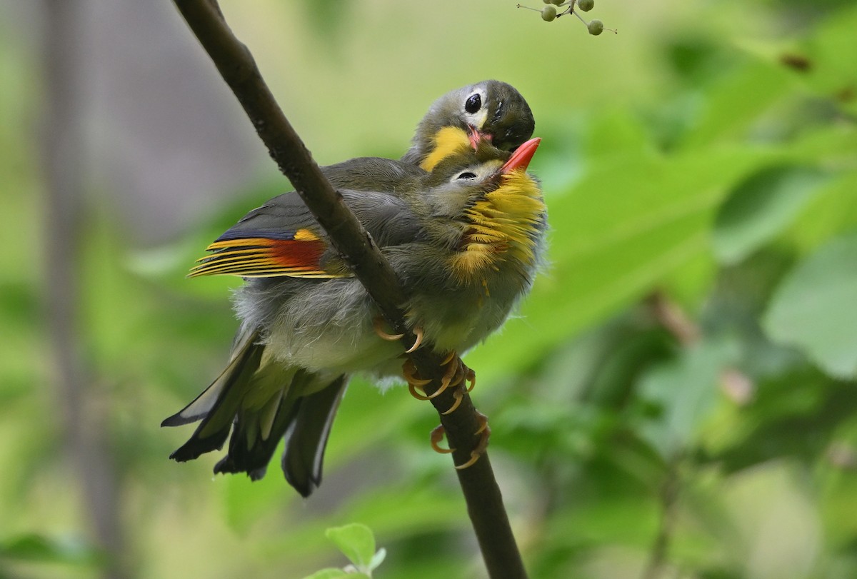 Red-billed Leiothrix - ML642754192