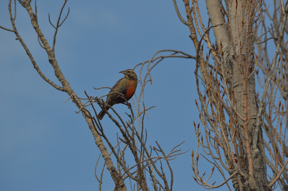 Long-tailed Meadowlark - ML642754193