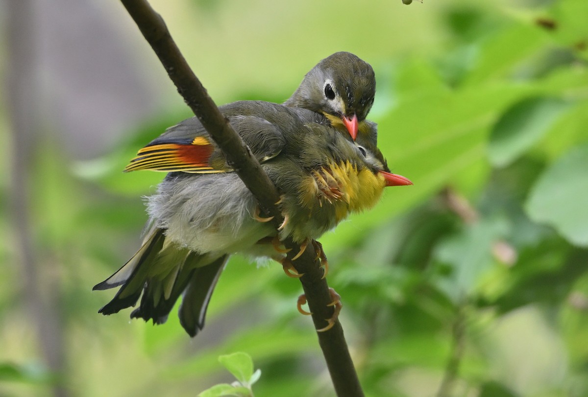Red-billed Leiothrix - ML642754194
