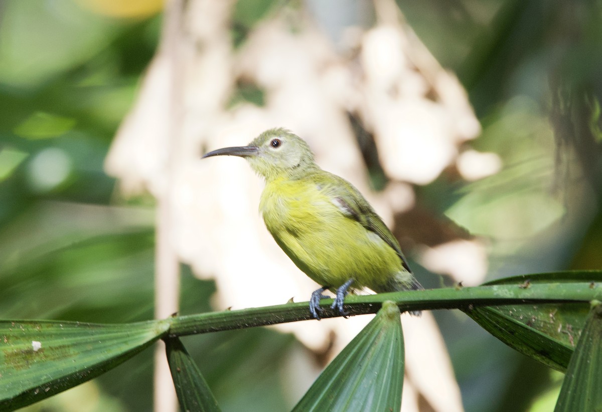 Yellow-bellied Longbill - ML642754201