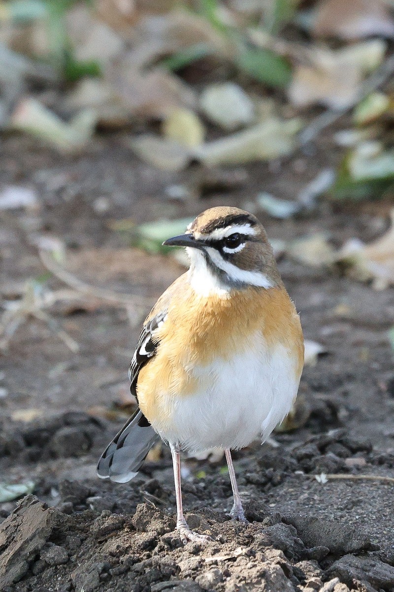 Bearded Scrub-Robin - ML642754212