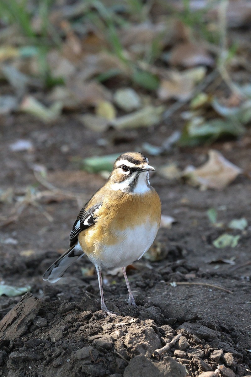 Bearded Scrub-Robin - ML642754213