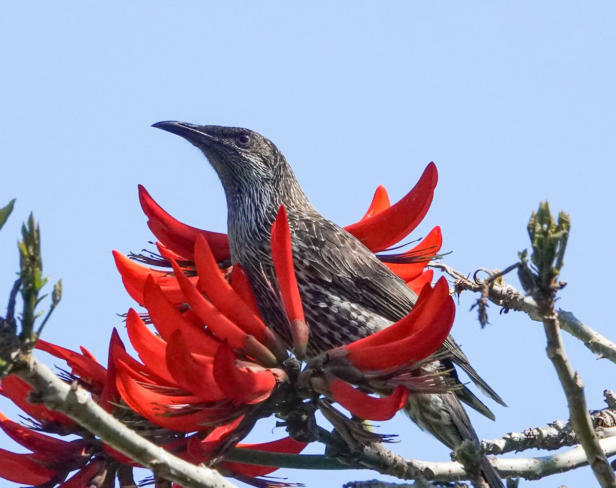 Little Wattlebird - ML642754283