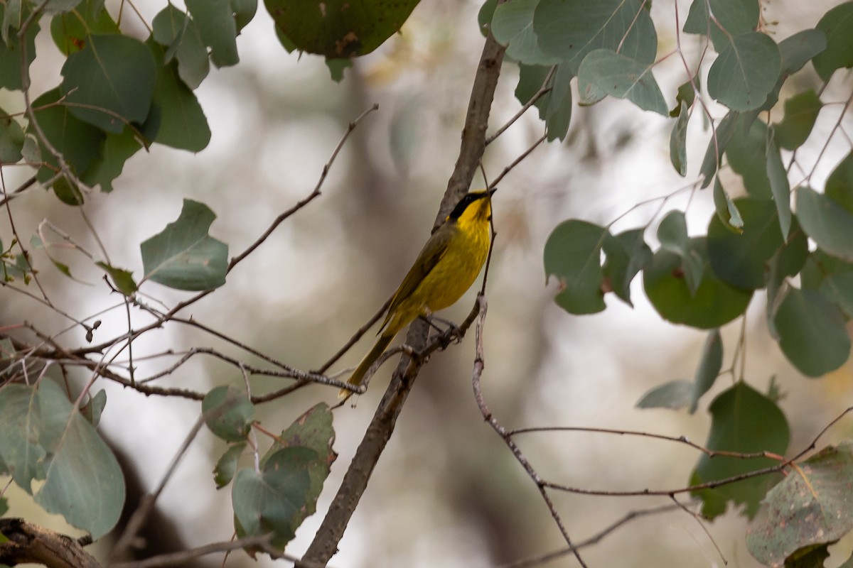Yellow-tufted Honeyeater - ML642754284