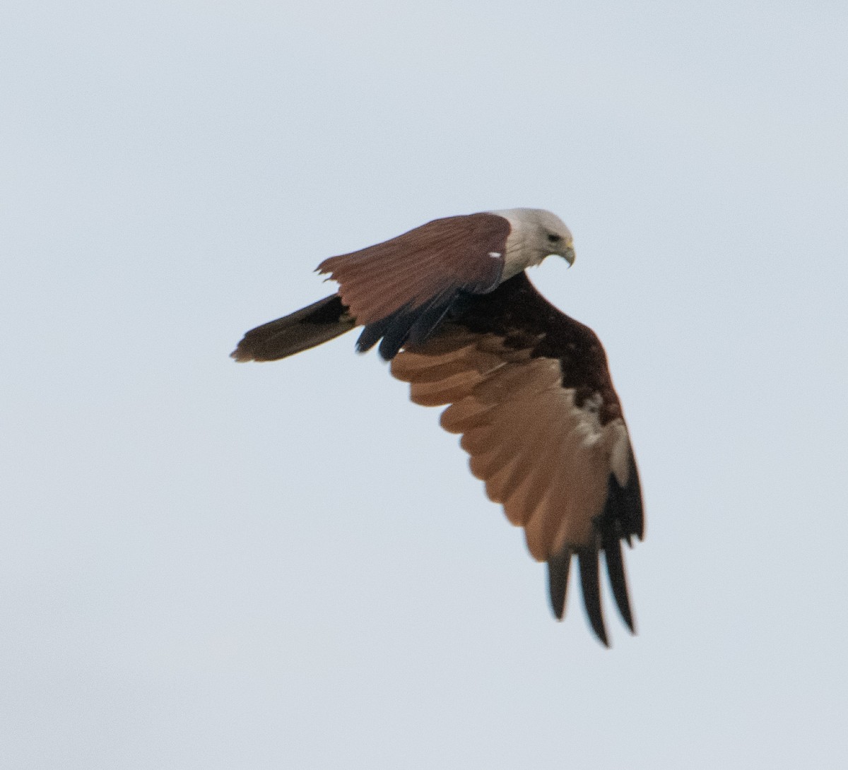 Brahminy Kite - ML642754285
