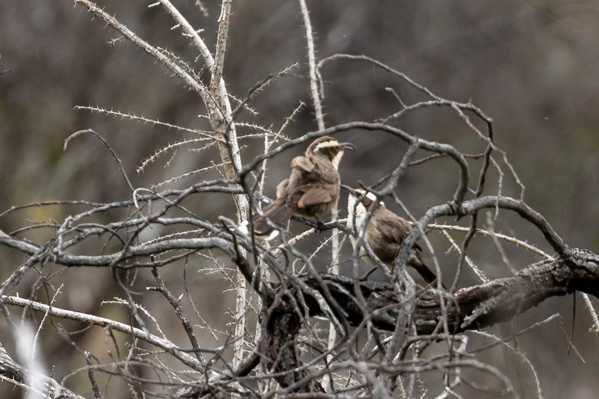 White-browed Babbler - ML642754302