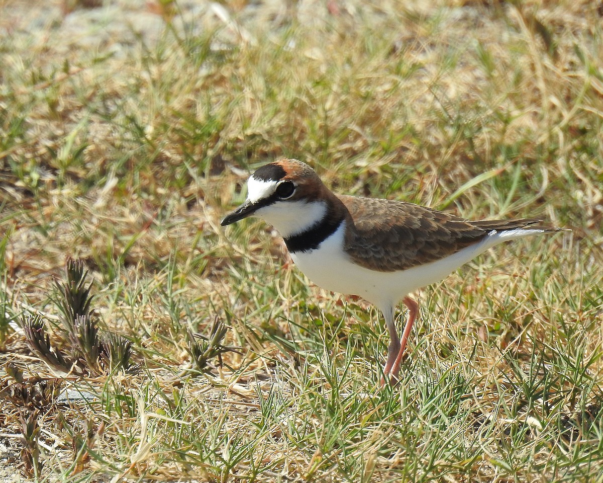 Collared Plover - ML642754303