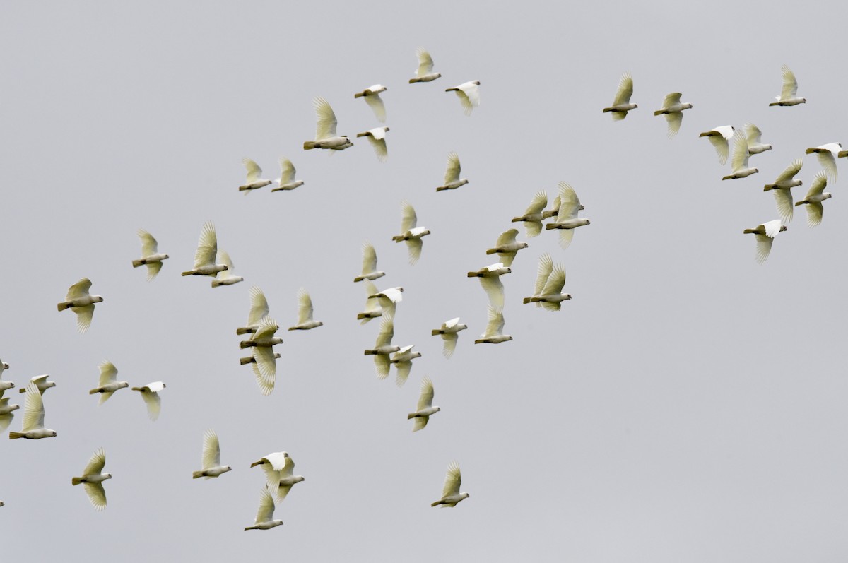 Little Corella - ML642754307