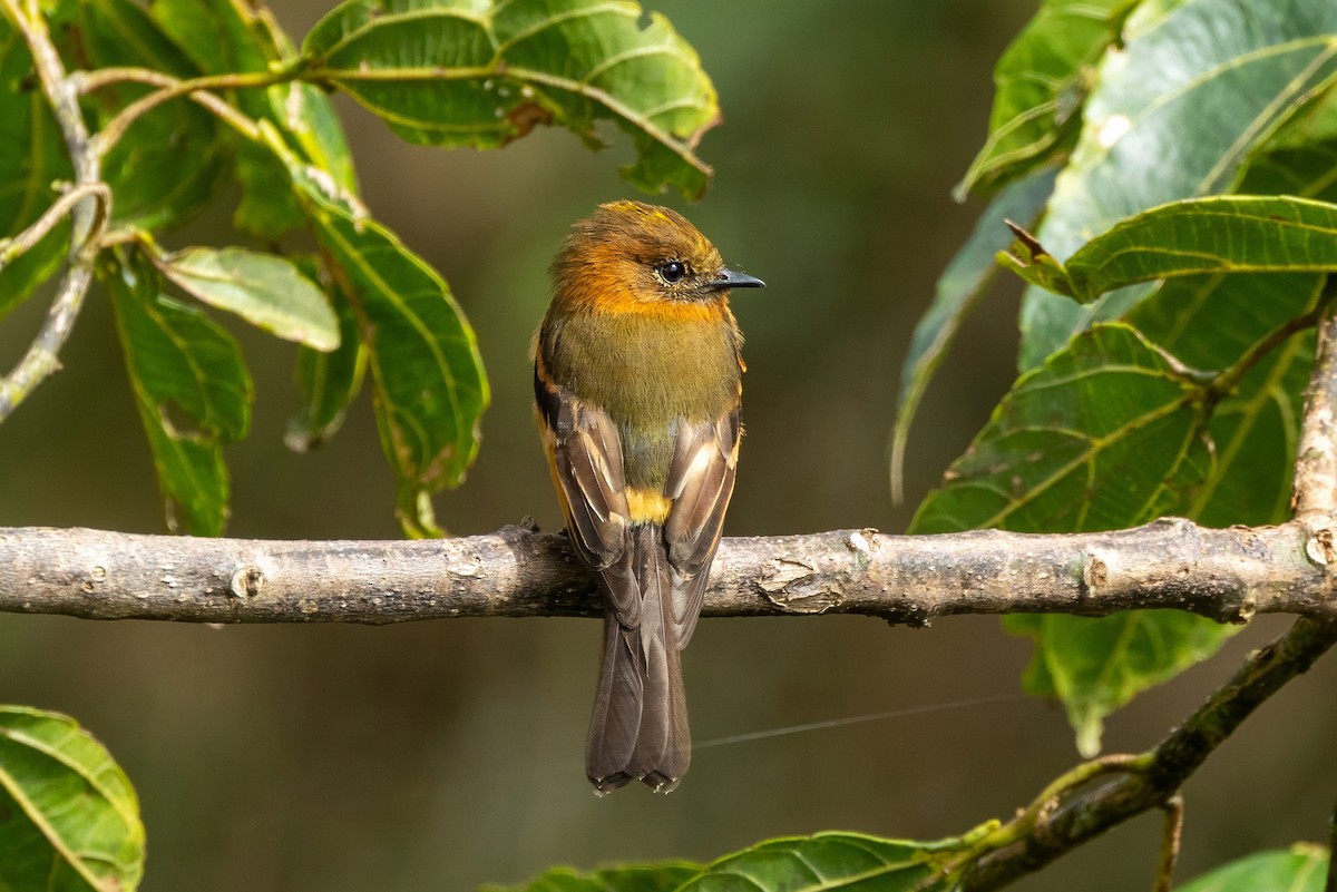 Cinnamon Flycatcher - ML642754318