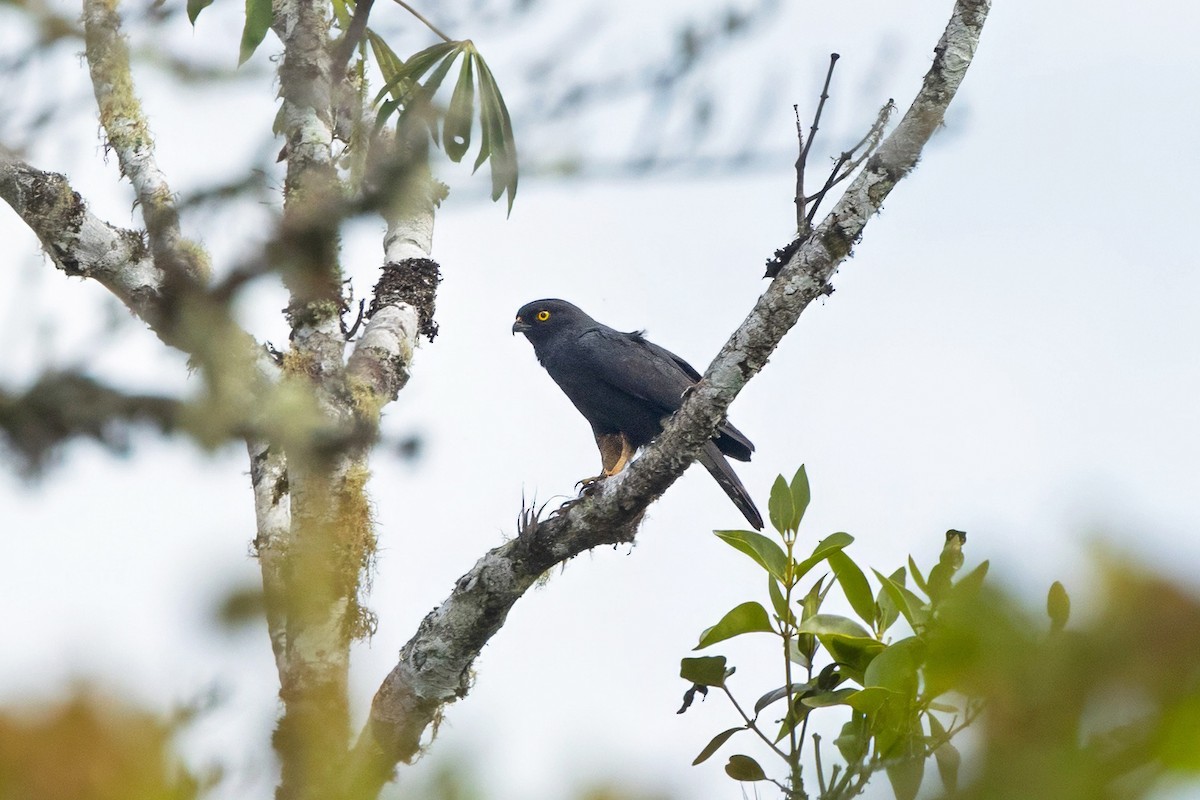 White-rumped Hawk - ML642754325