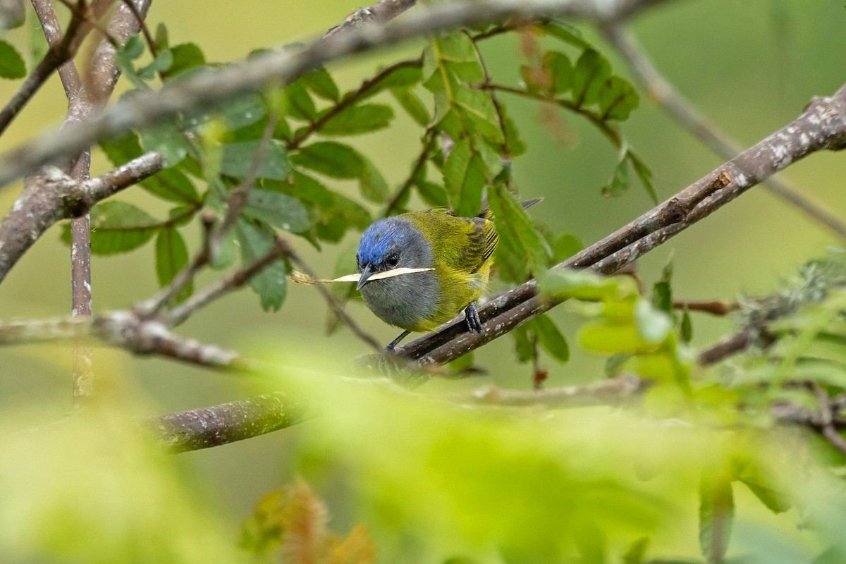 Capped Conebill - ML642754327