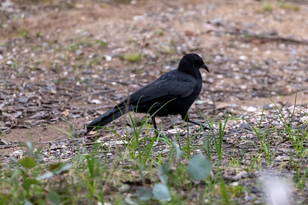 White-winged Chough - ML642754362