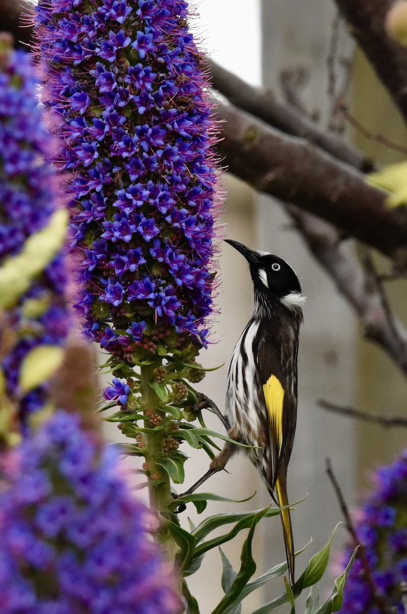 New Holland Honeyeater - ML642754367