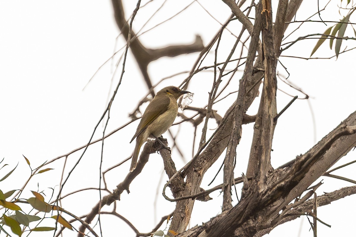 Fuscous Honeyeater - ML642754375