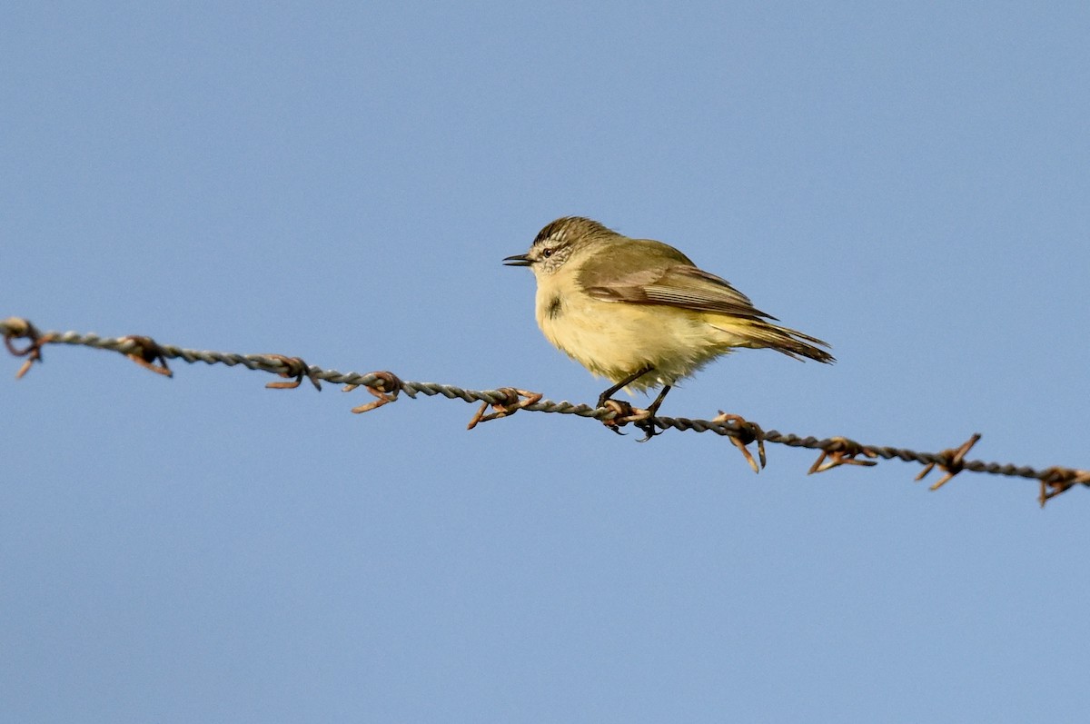 Yellow-rumped Thornbill - ML642754424
