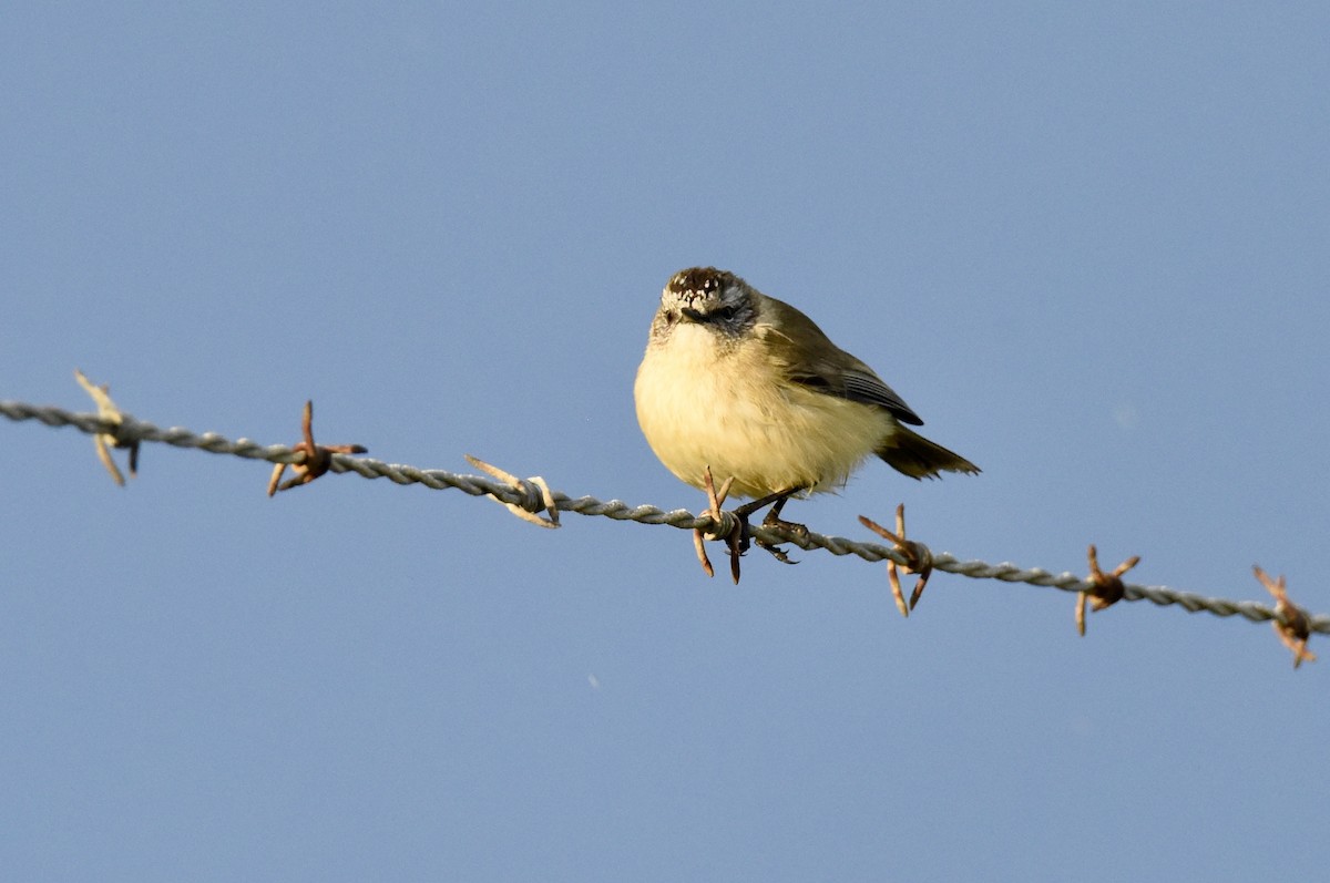 Yellow-rumped Thornbill - ML642754425