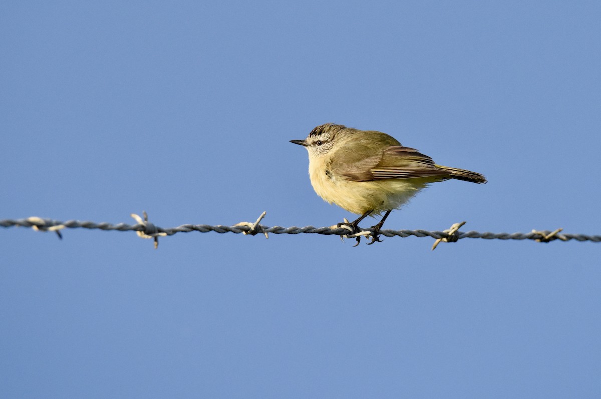 Yellow-rumped Thornbill - ML642754428