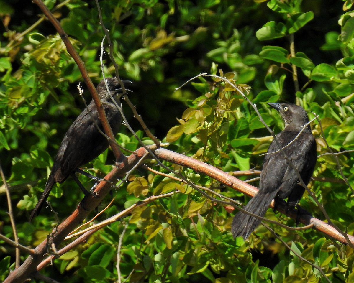 Carib Grackle - ML642754433