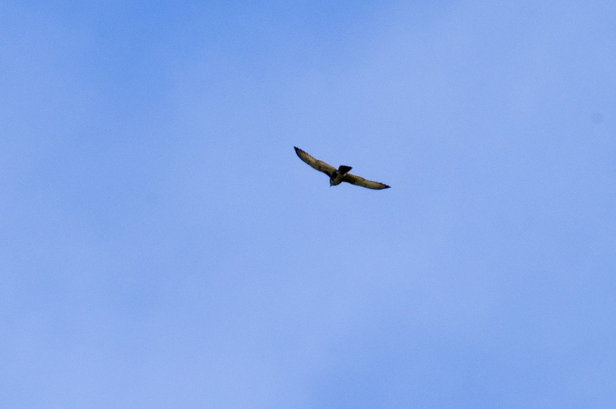 Brown Falcon - ML642754448