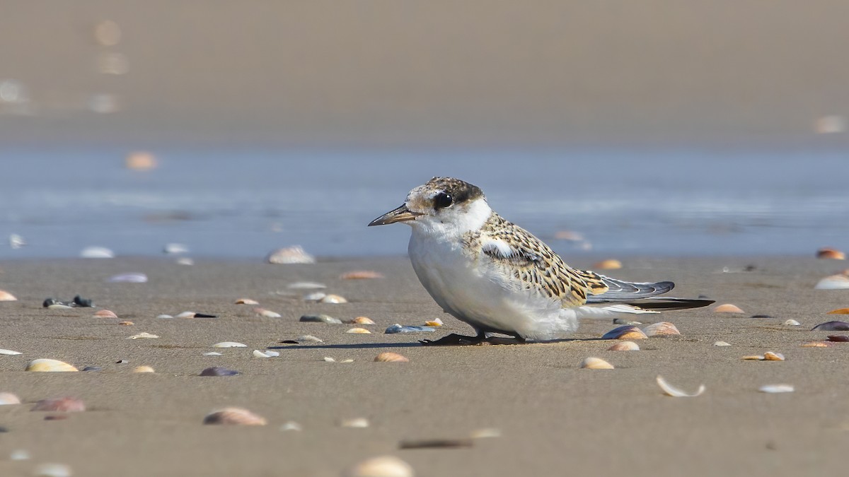Little Tern - ML642754461