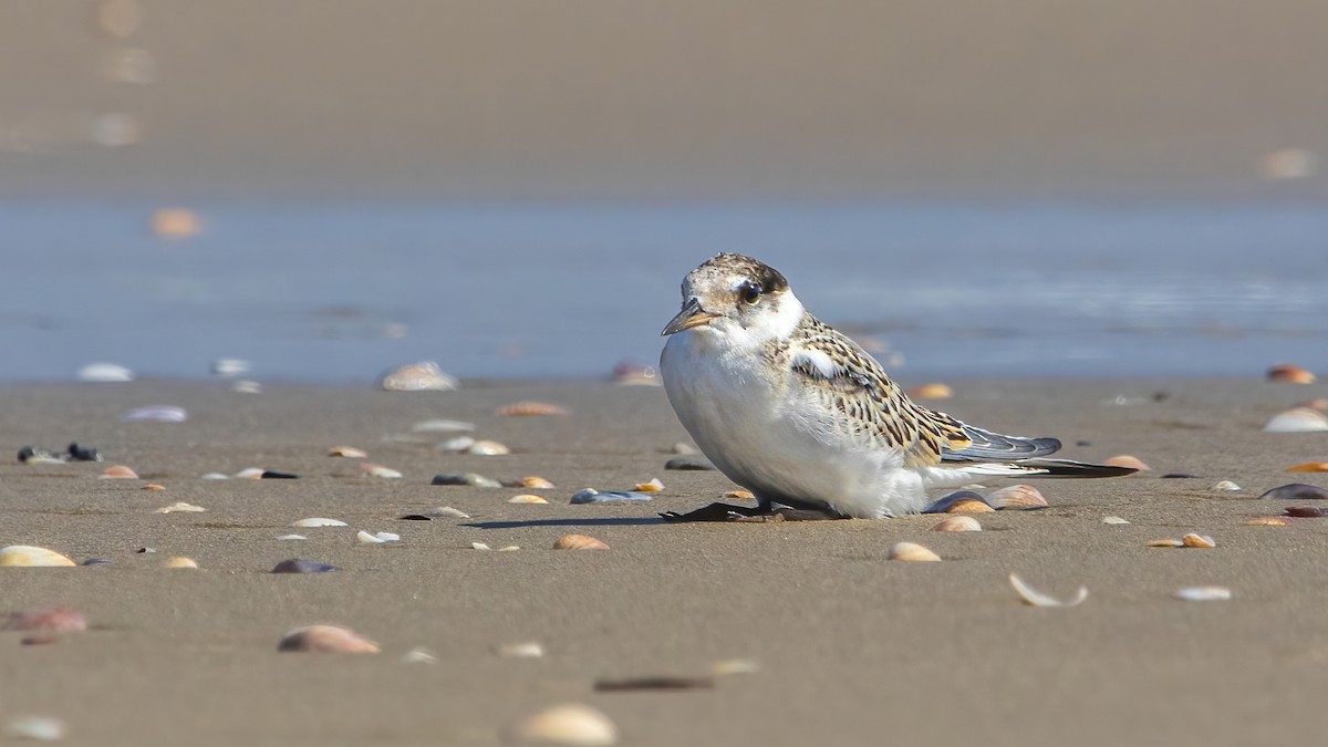 Little Tern - ML642754463