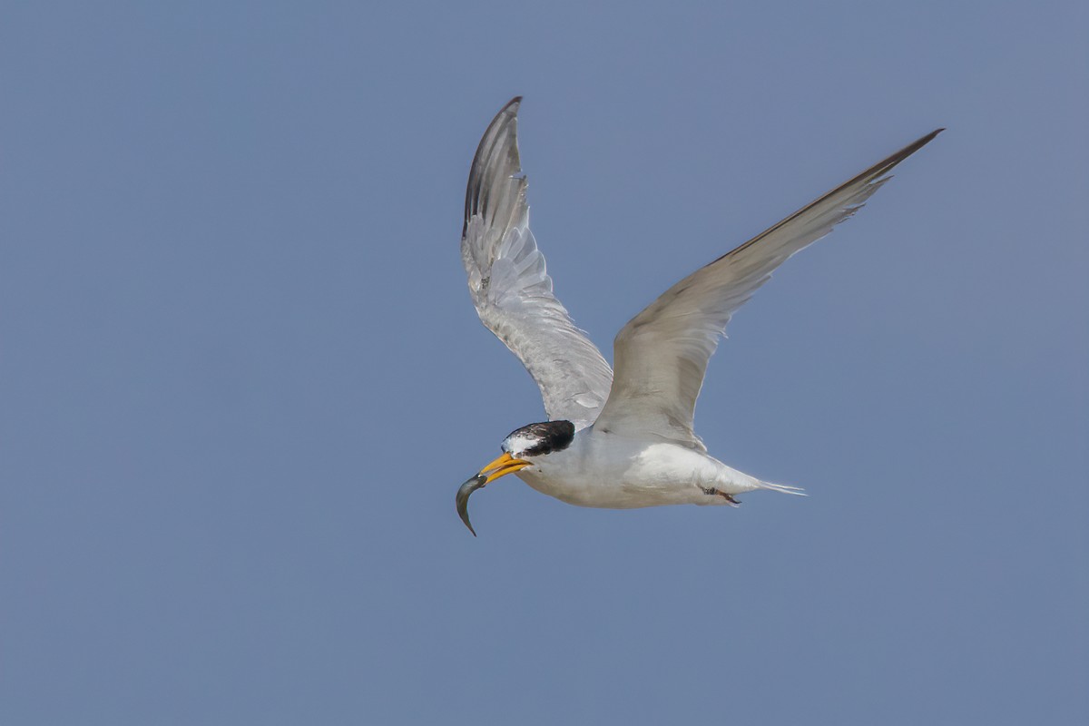 Little Tern - ML642754464