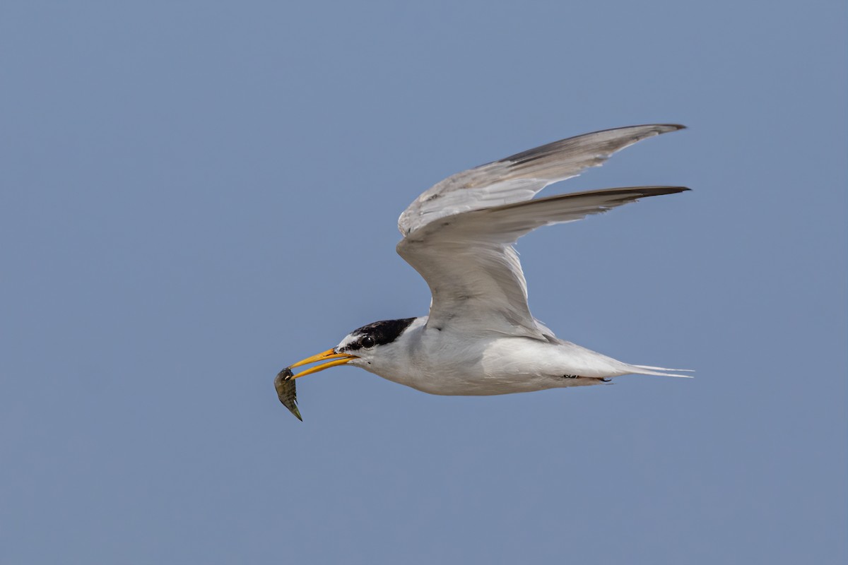 Little Tern - ML642754469