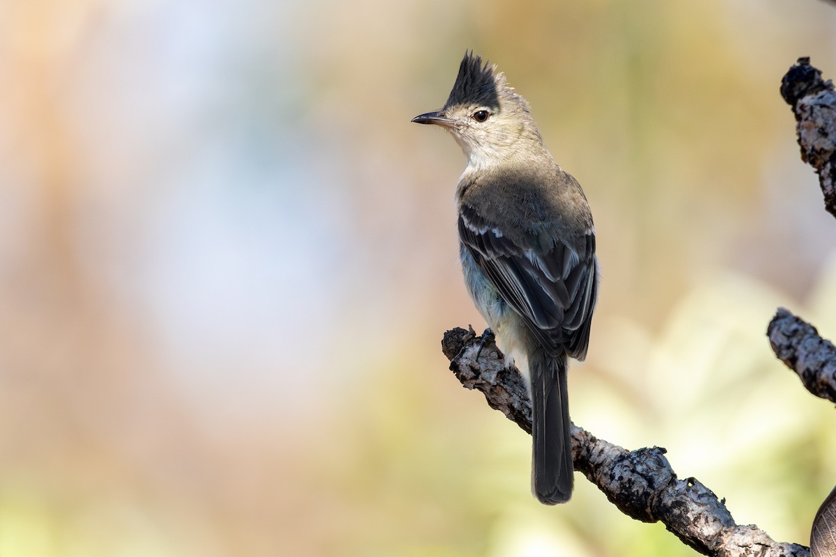 Plain-crested Elaenia - ML642754476