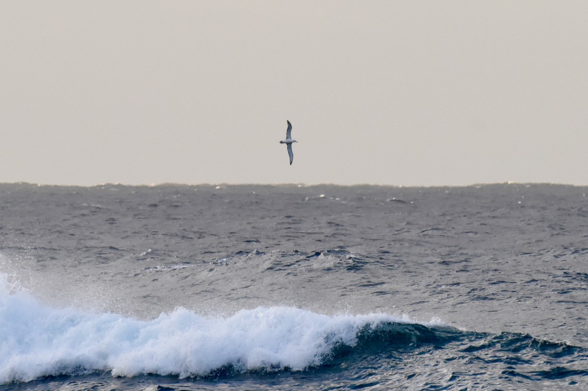 White-capped Albatross - ML642754478