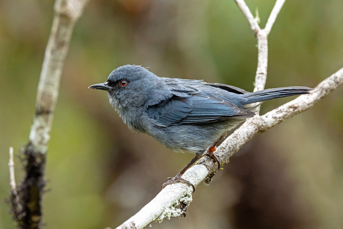 Bluish Flowerpiercer - ML642754494