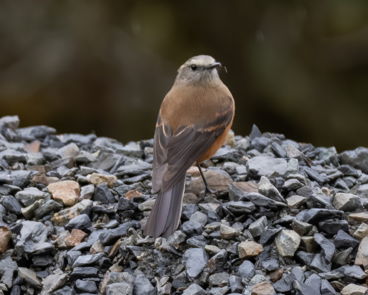 Brown-backed Chat-Tyrant - ML642754510