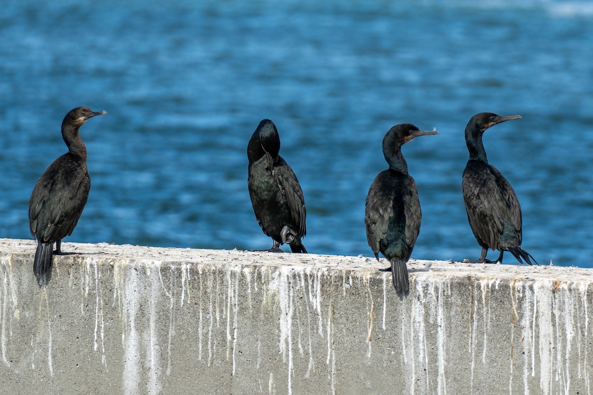 Pelagic Cormorant - ML642754513