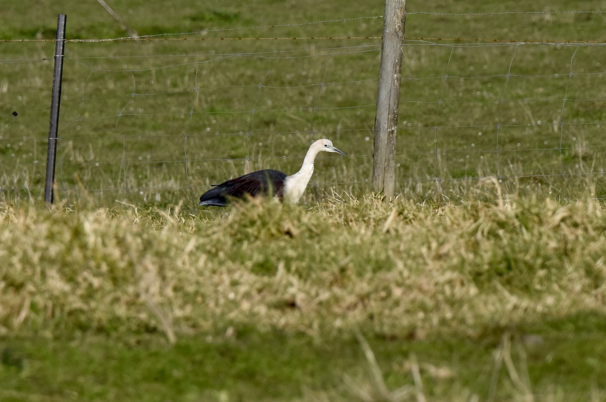 Pacific Heron - ML642754522