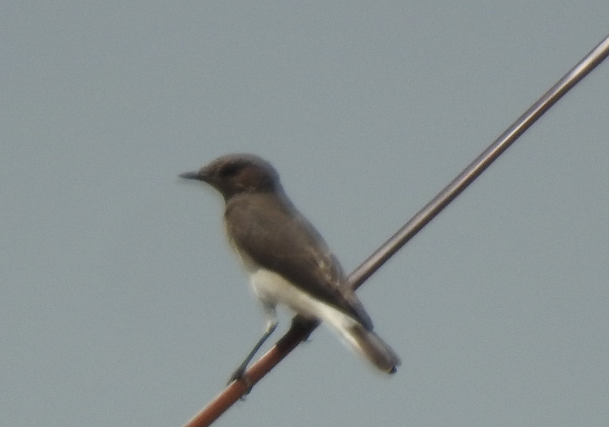 Variable Wheatear - ML642754538