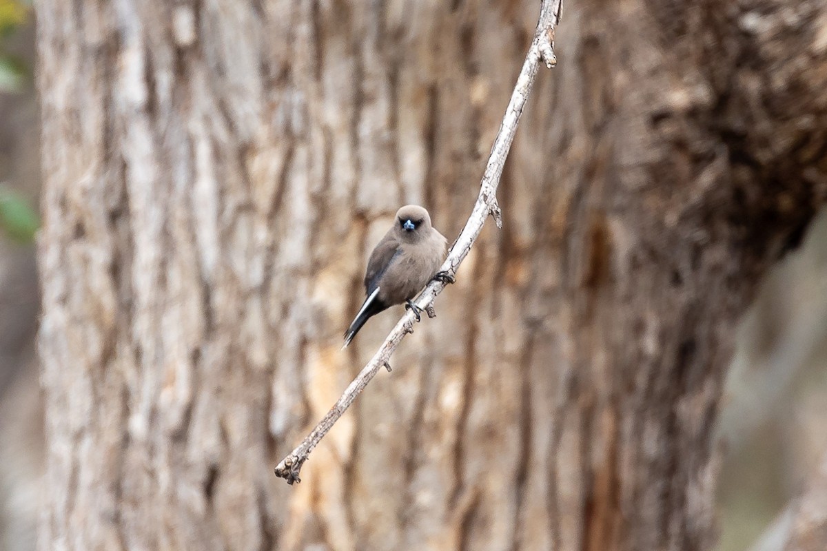 Dusky Woodswallow - ML642754540