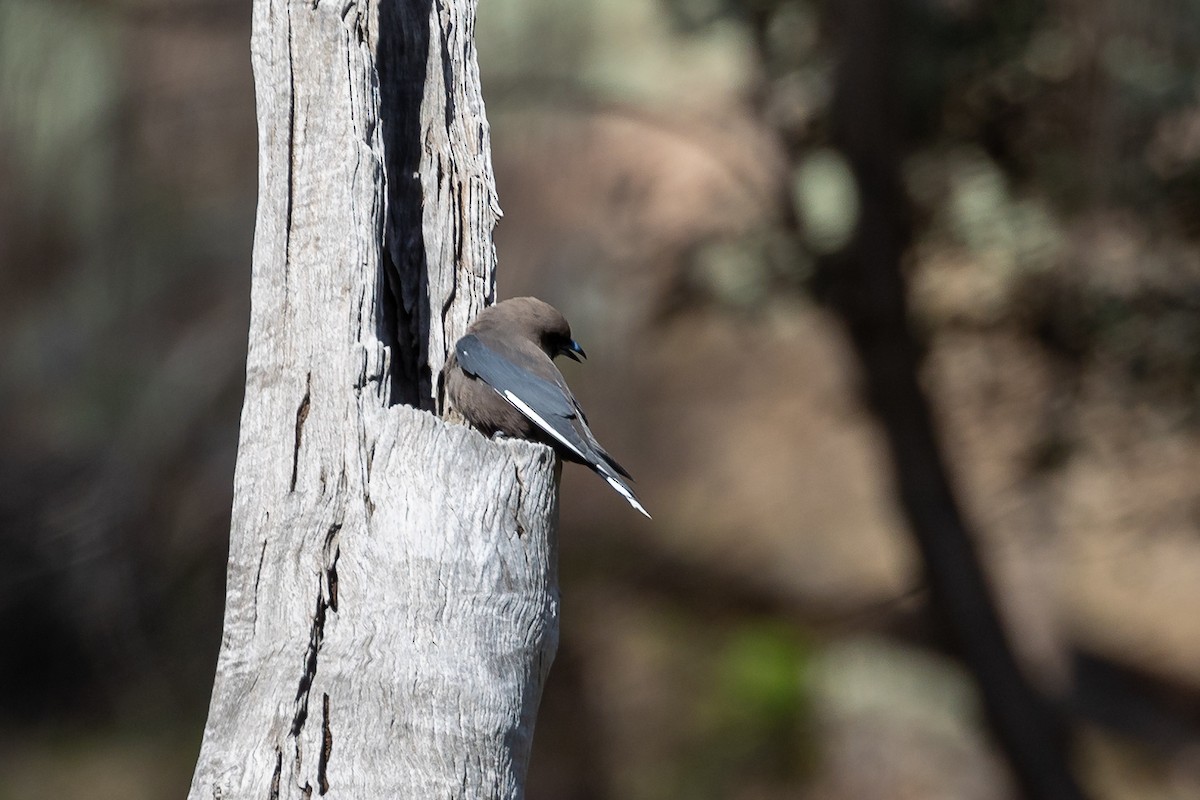 Dusky Woodswallow - ML642754567