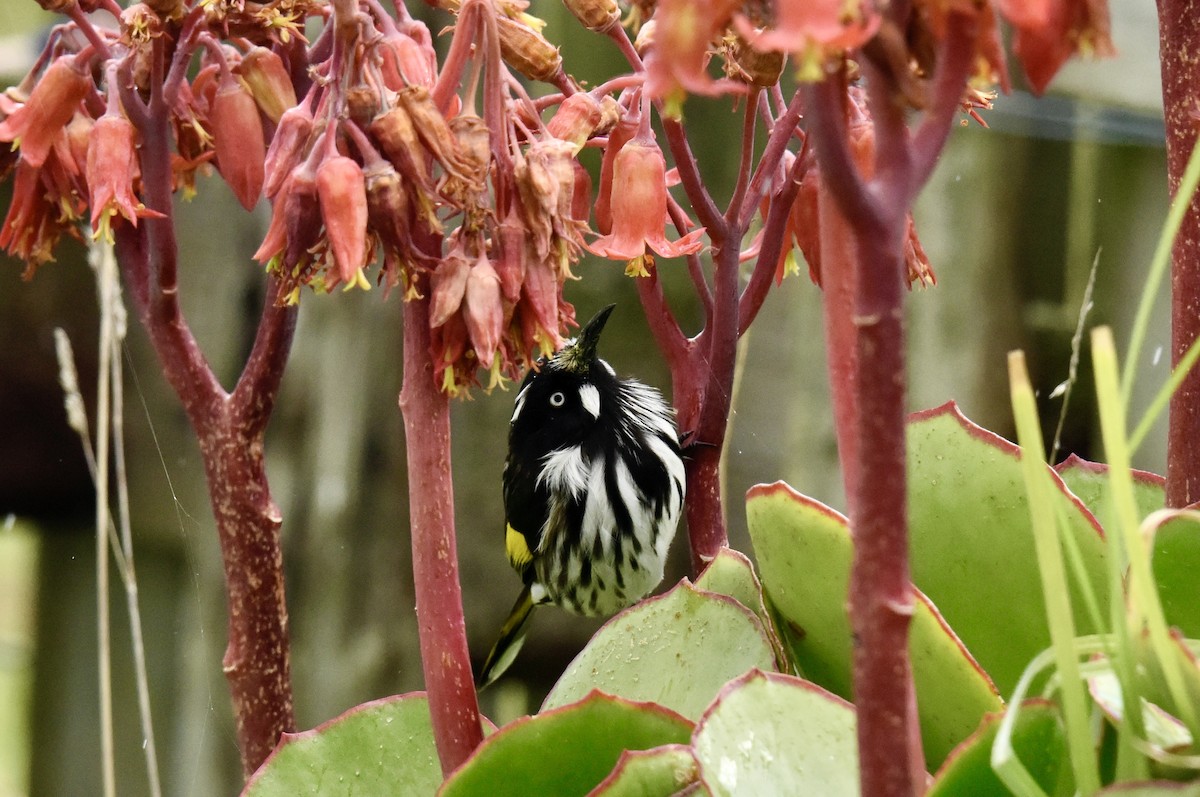 New Holland Honeyeater - ML642754591