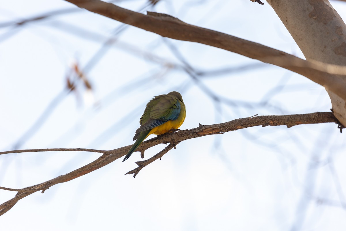 Turquoise Parrot - ML642754601