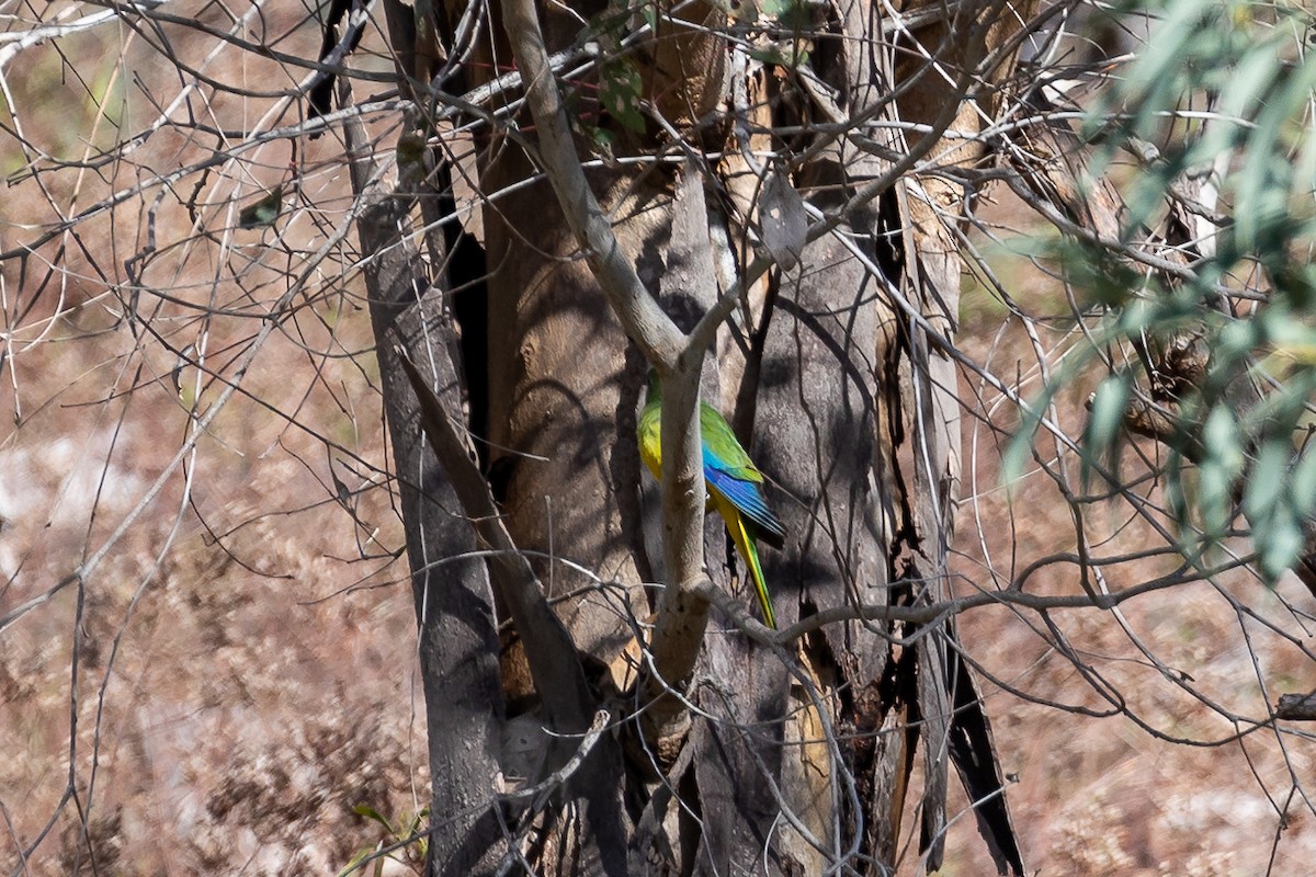 Turquoise Parrot - ML642754603