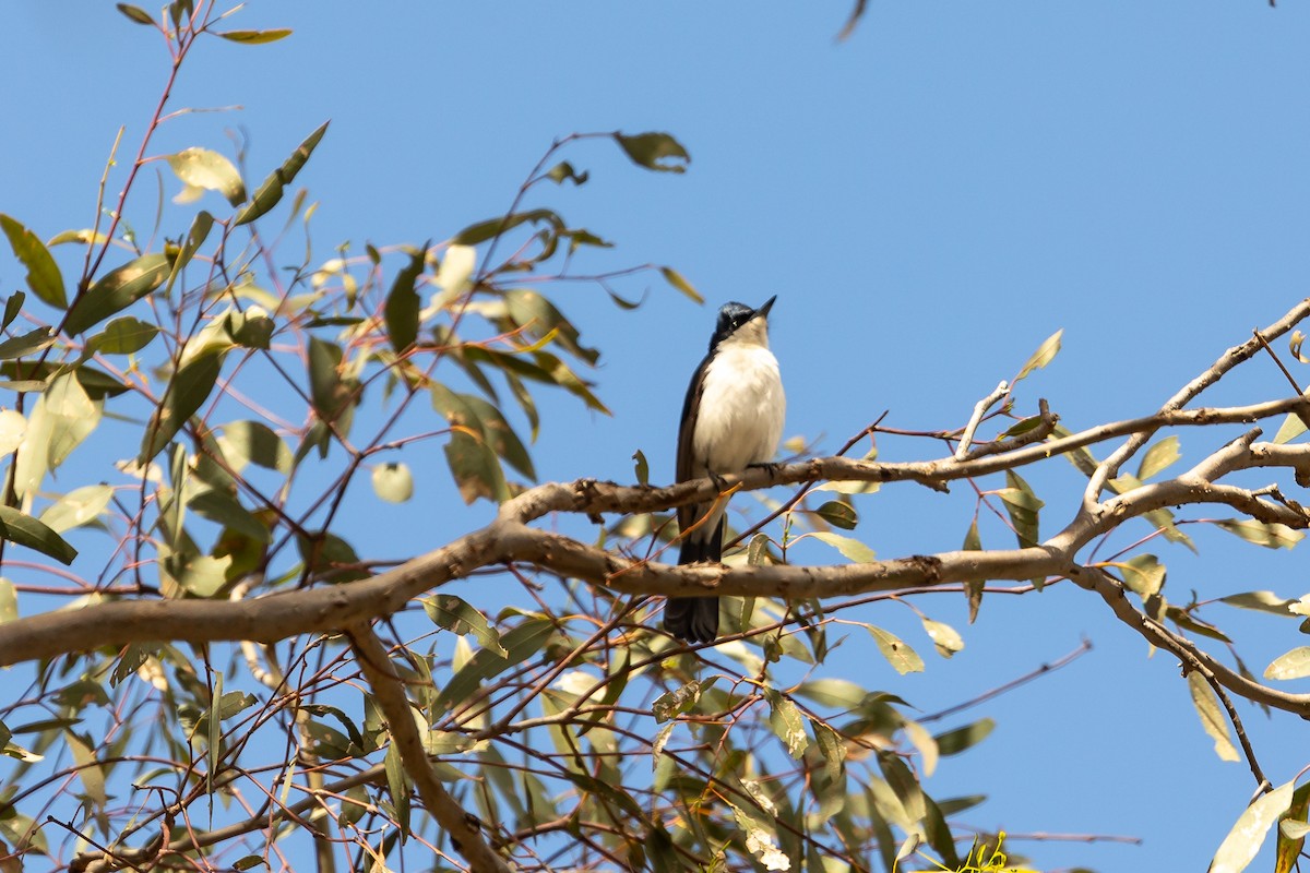 Restless Flycatcher - ML642754608