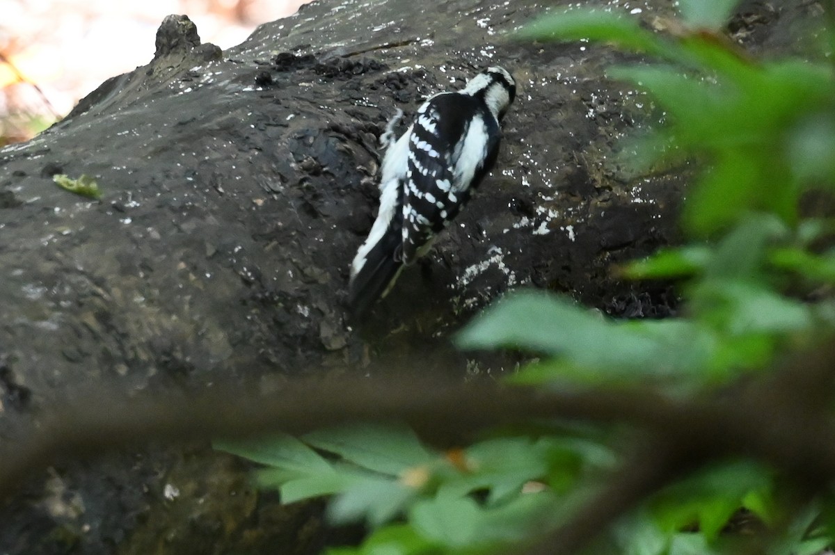 Downy Woodpecker - ML642754609