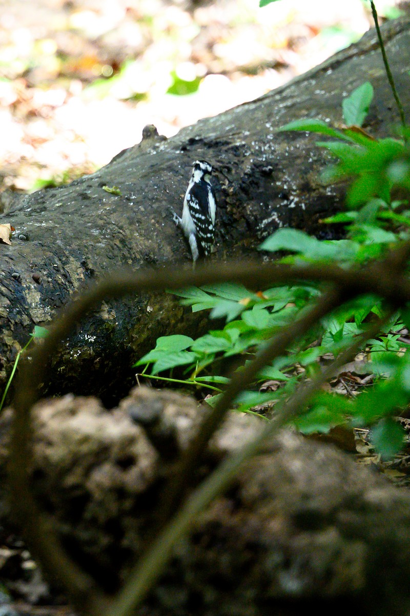 Downy Woodpecker - ML642754610