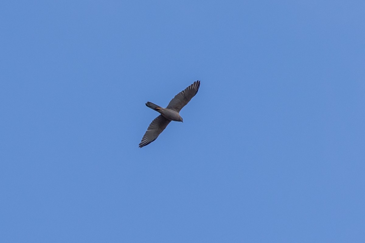 Collared Sparrowhawk - ML642754620