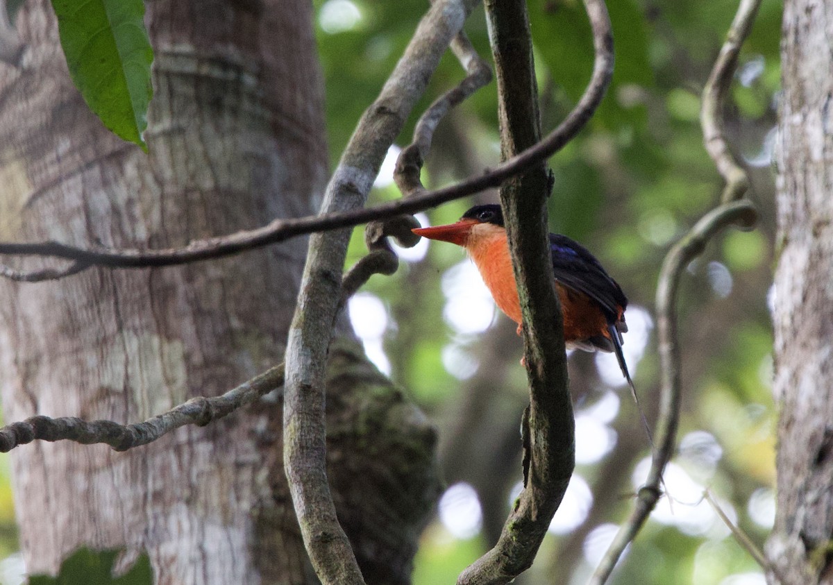 Red-breasted Paradise-Kingfisher - ML642754622