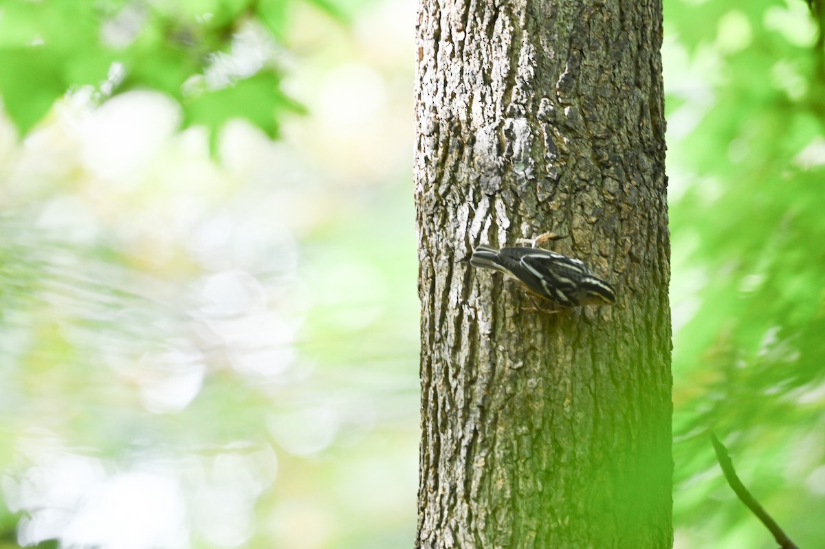 Black-and-white Warbler - ML642754624