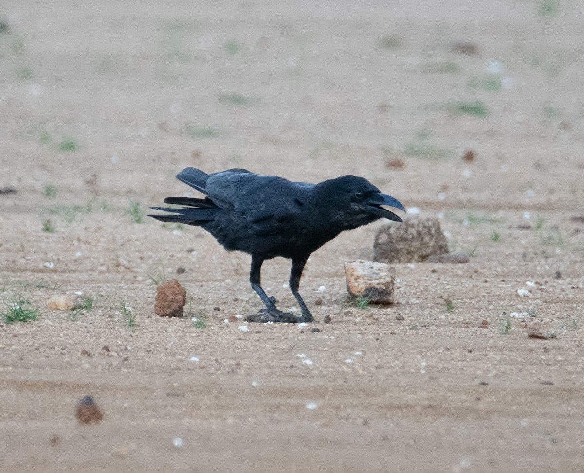 Large-billed Crow - ML642754635