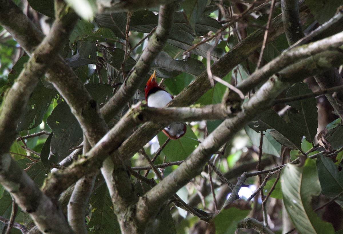 King Bird-of-Paradise - ML642754639